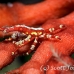crab_xeno_dr_kb_h_0171_png0620.jpg